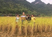 Asen trong lúa gạo Việt Nam - hiện trạng, dự báo xu hướng và các giải pháp giảm thiểu...