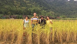 Asen trong lúa gạo Việt Nam - hiện trạng, dự báo xu hướng và các giải pháp giảm thiểu